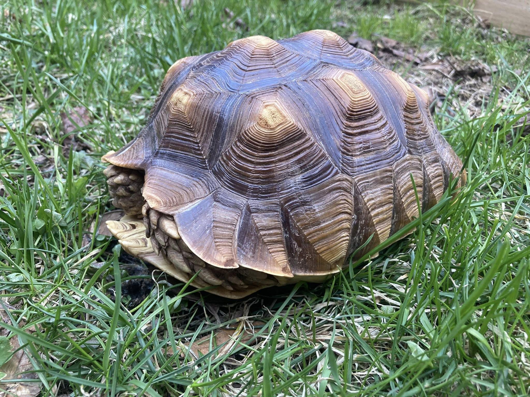 Enlarge Gizmo, a ADOPTABLE Sulcata in Palmerton, PA image 2/4