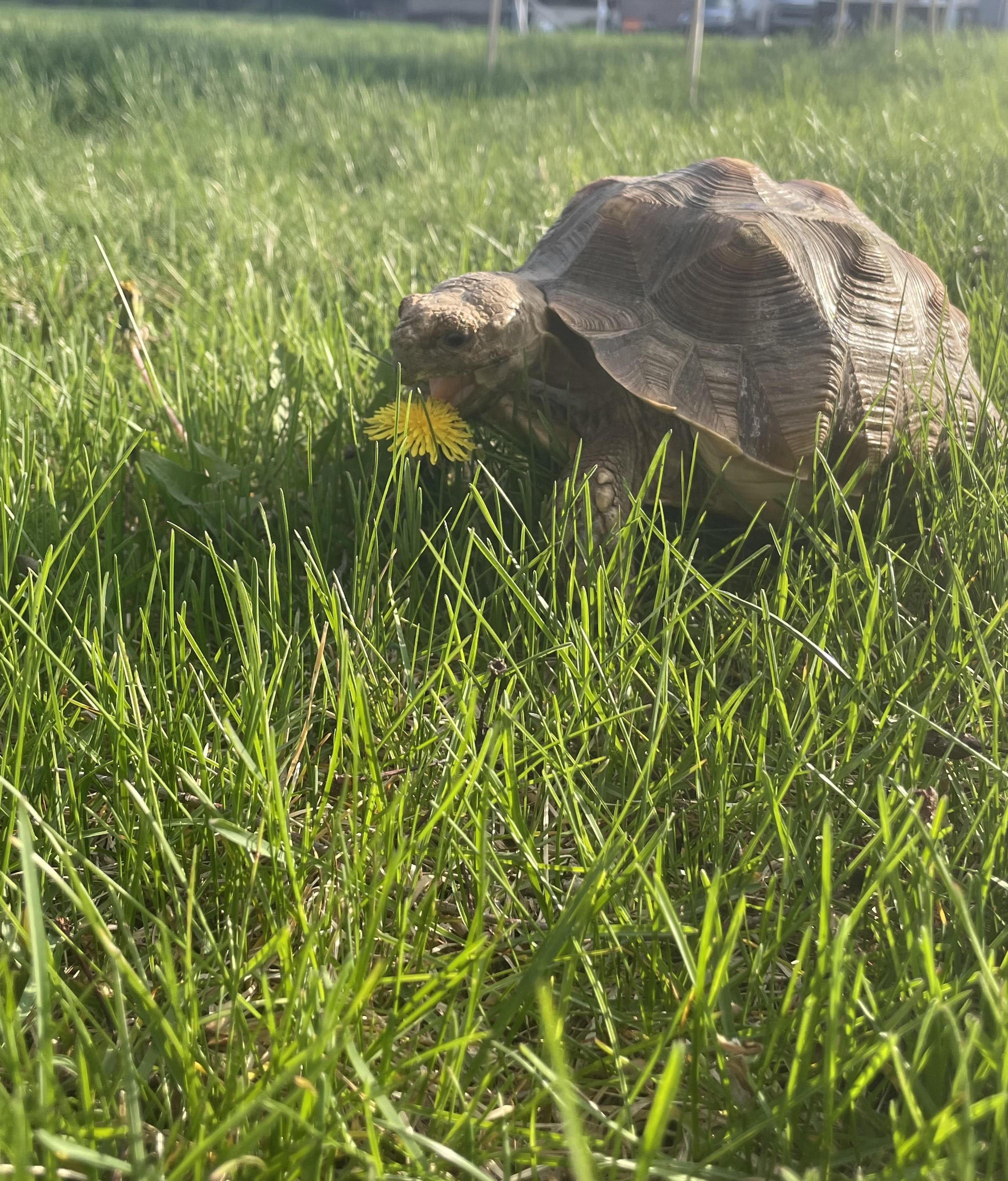 Gizmo, ADOPTABLE, Young Female Sulcata.