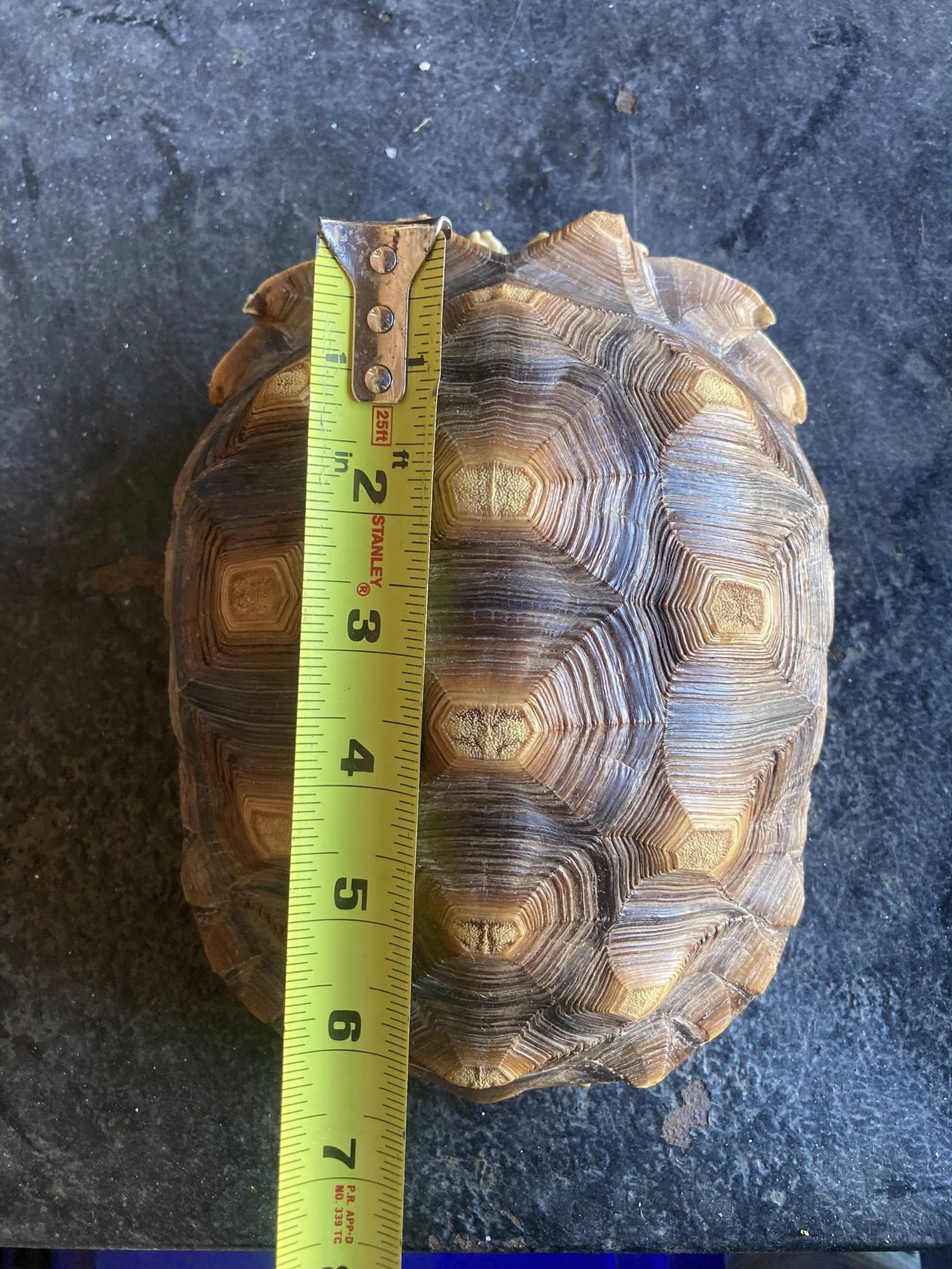 Enlarge Gizmo, a ADOPTABLE Sulcata in Palmerton, PA image 4/4