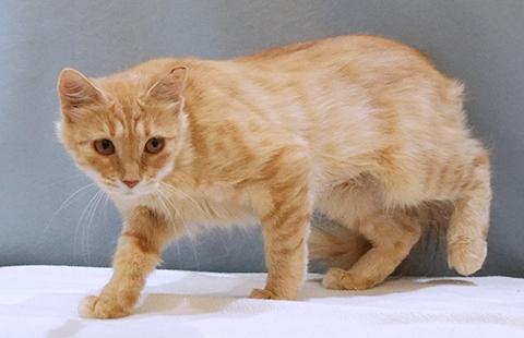 Saffy, a Adoptable mixed breed in Maynardville, TN image 2/6