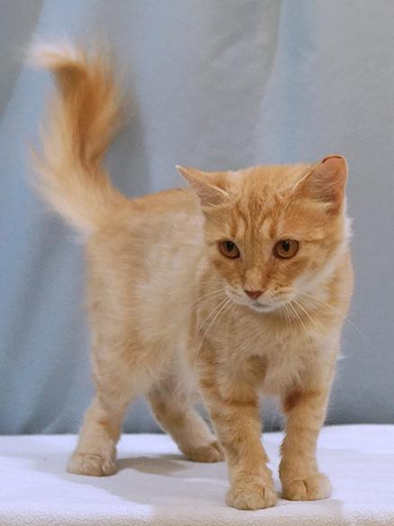 Saffy, a Adoptable mixed breed in Maynardville, TN image 3/6