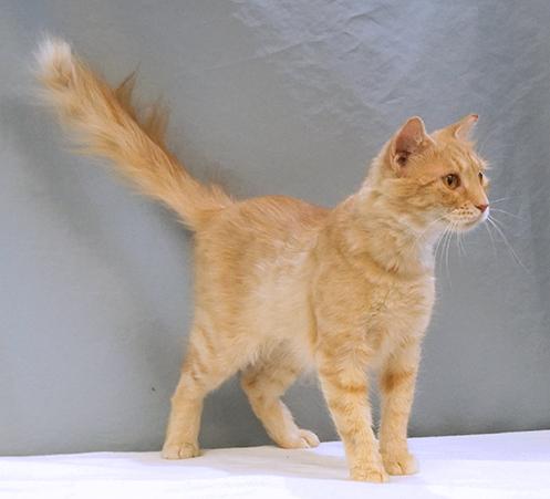 Saffy, a Adoptable mixed breed in Maynardville, TN image 4/6