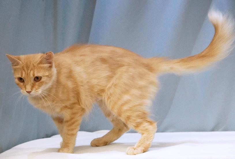 Saffy, a Adoptable mixed breed in Maynardville, TN image 5/6