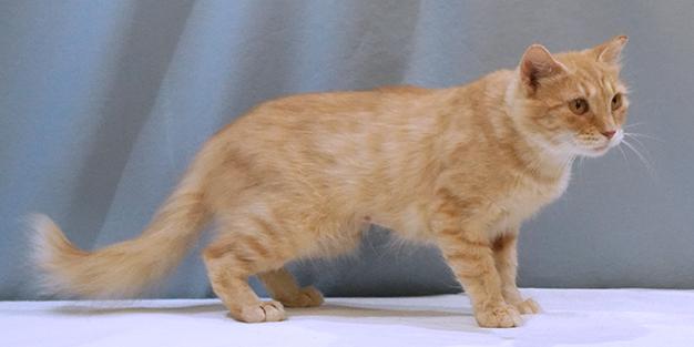 Saffy, a Adoptable mixed breed in Maynardville, TN image 6/6