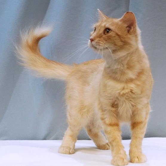 Saffy, a Adoptable mixed breed in Maynardville, TN image 1/6