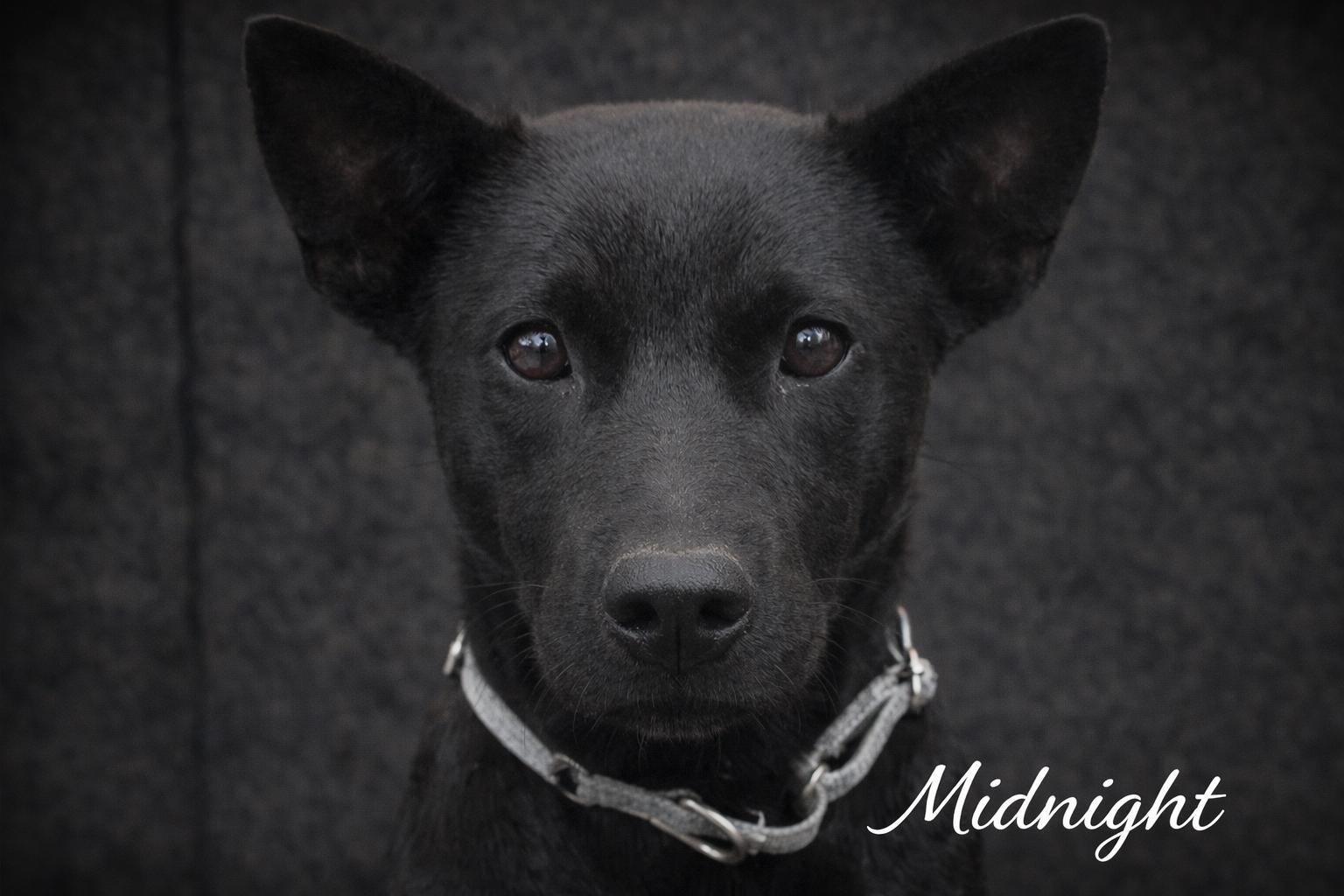 Midnight, adopted, Puppy Female Black Labrador Retriever.