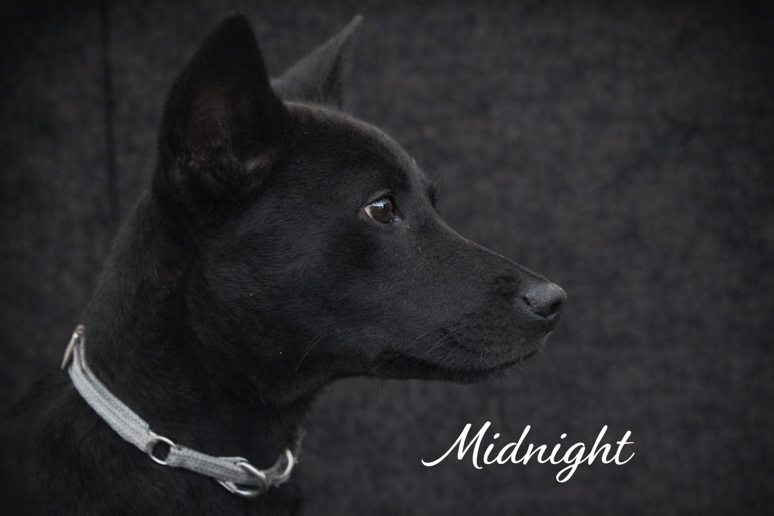 Enlarge Midnight, an adopted mixed breed in Dallas, TX image 2/2