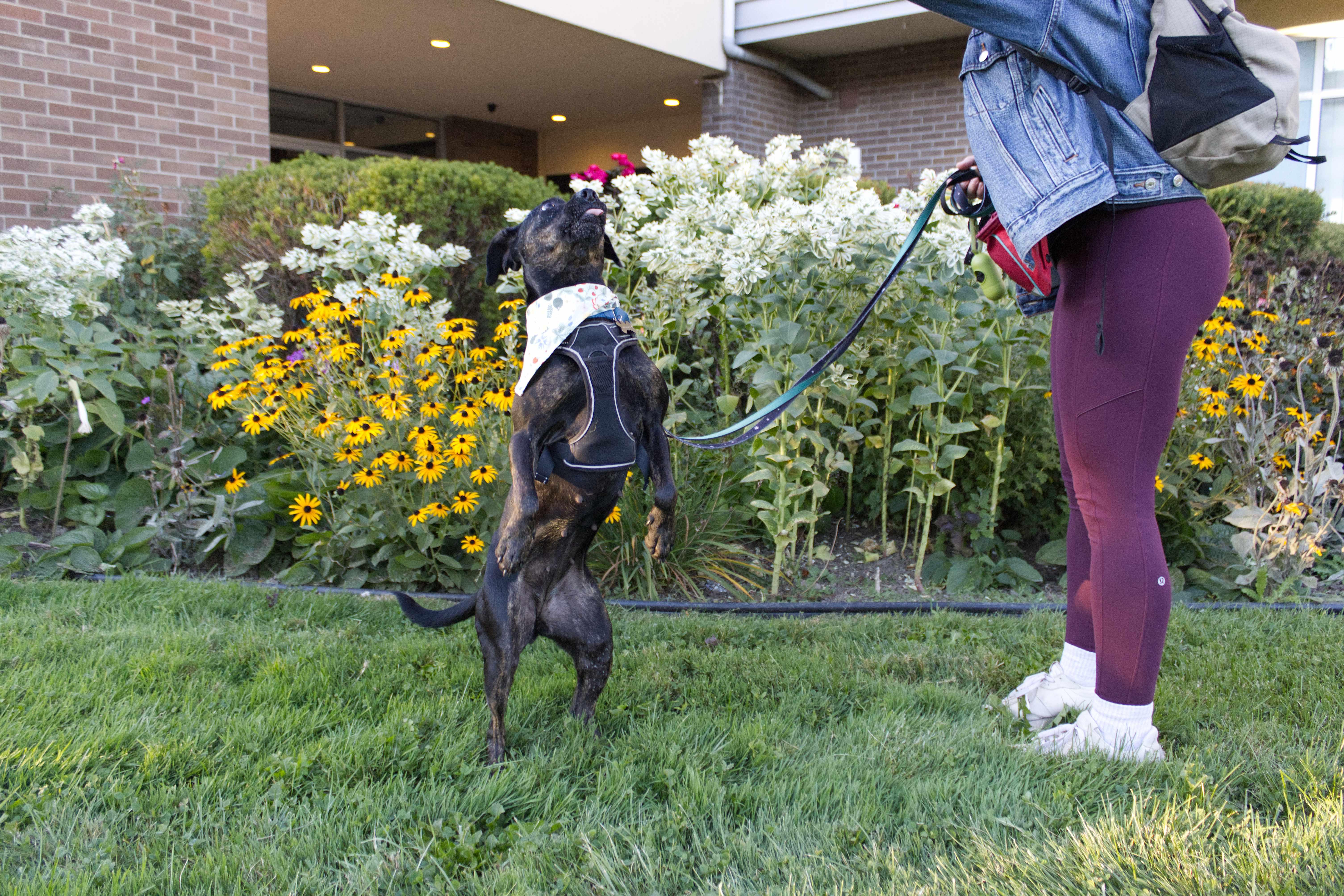 Enlarge Mishka, a Adoptable Mixed Breed in Oakville, ON image 4/6