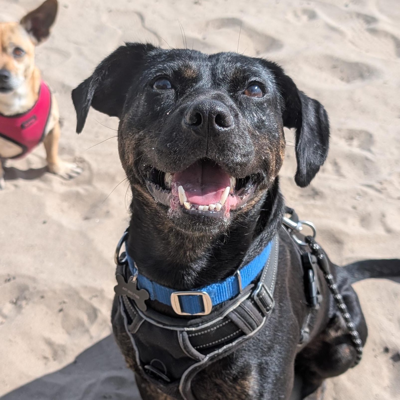 Mishka, Adoptable, Adult Female Mixed Breed.