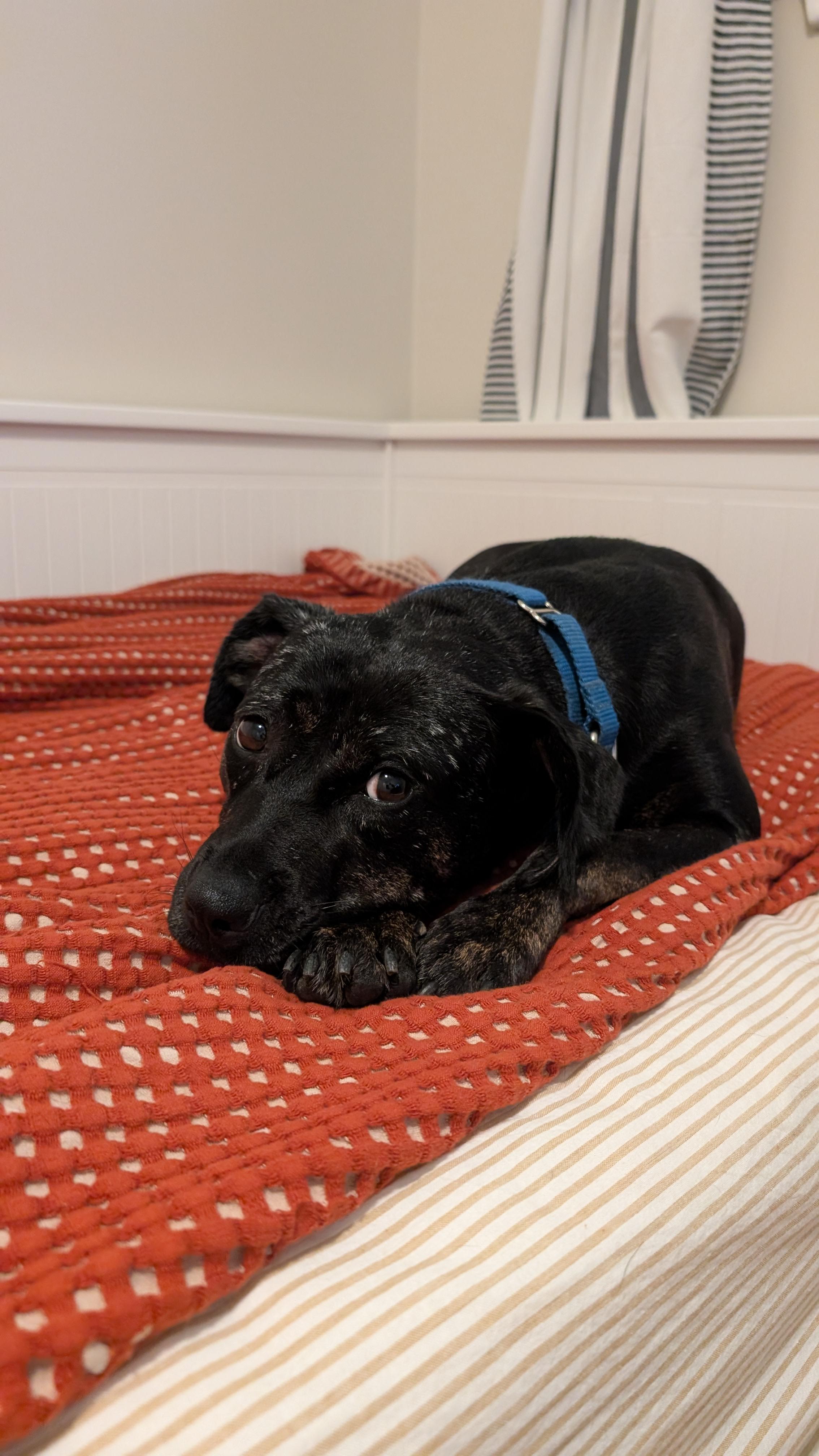 Enlarge Mishka, a Adoptable Mixed Breed in Oakville, ON image 5/6