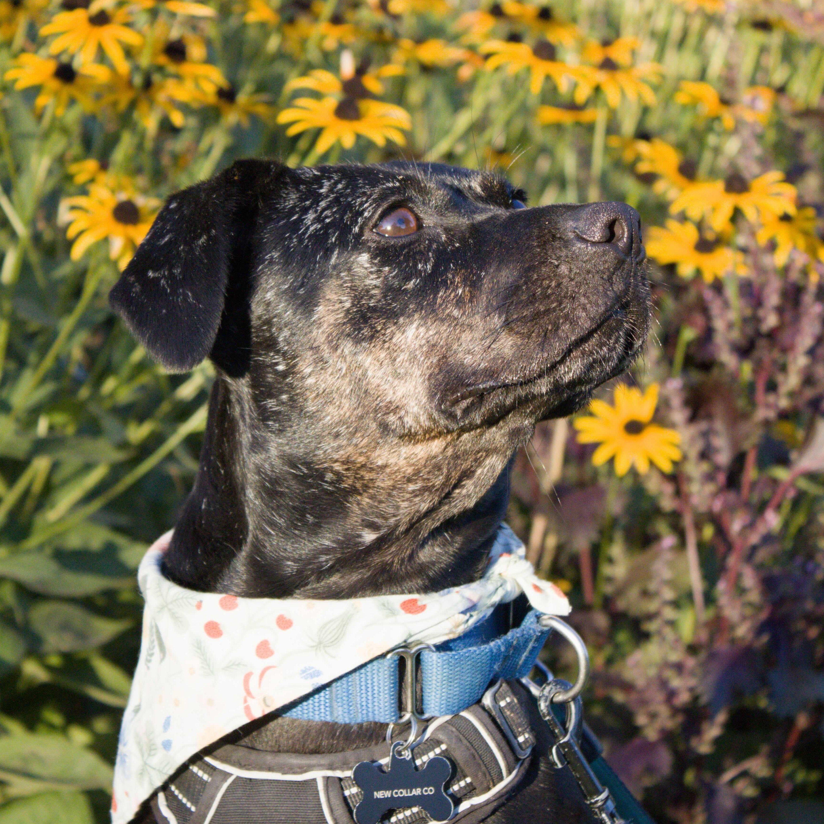Enlarge Mishka, a Adoptable Mixed Breed in Oakville, ON image 2/6