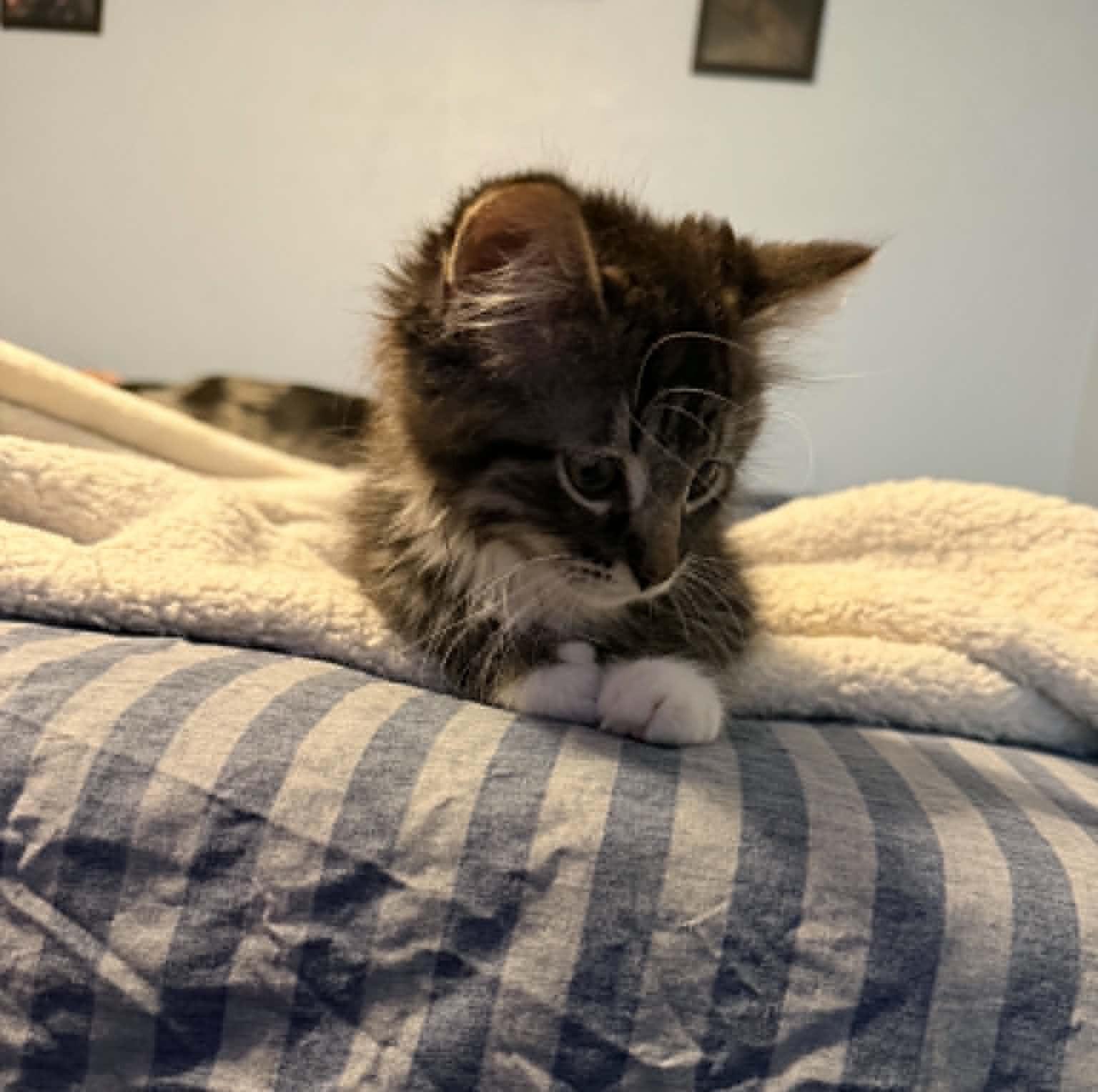 Enlarge Snowflake, an adopted Domestic Medium Hair in Overland Park, KS image 2/5