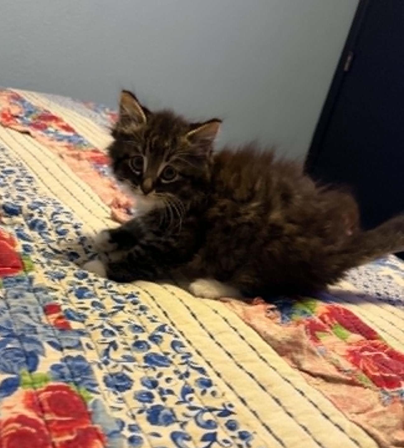 Enlarge Snowflake, an adopted Domestic Medium Hair in Overland Park, KS image 5/5