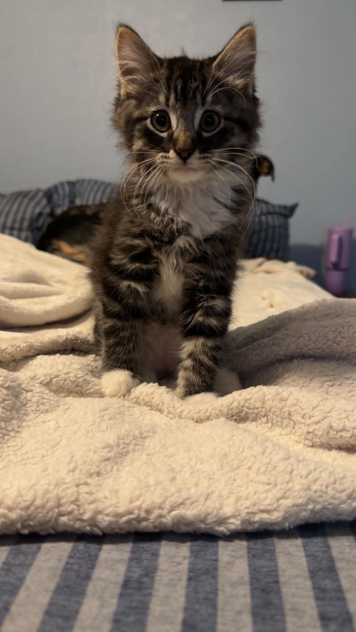 Enlarge Snowflake, an adopted Domestic Medium Hair in Overland Park, KS image 1/5