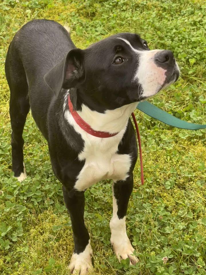 Enlarge Hank , a ADOPTABLE mixed breed in Point Pleasant, WV image 3/3