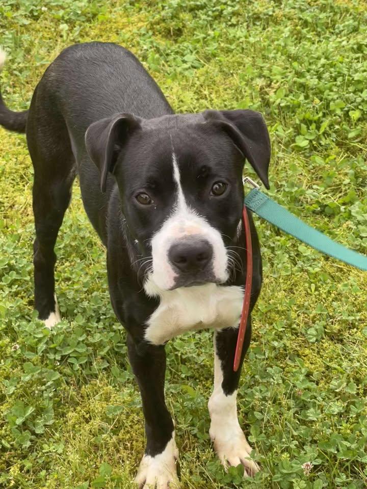 Hank , ADOPTABLE, Young Male Mixed Breed.