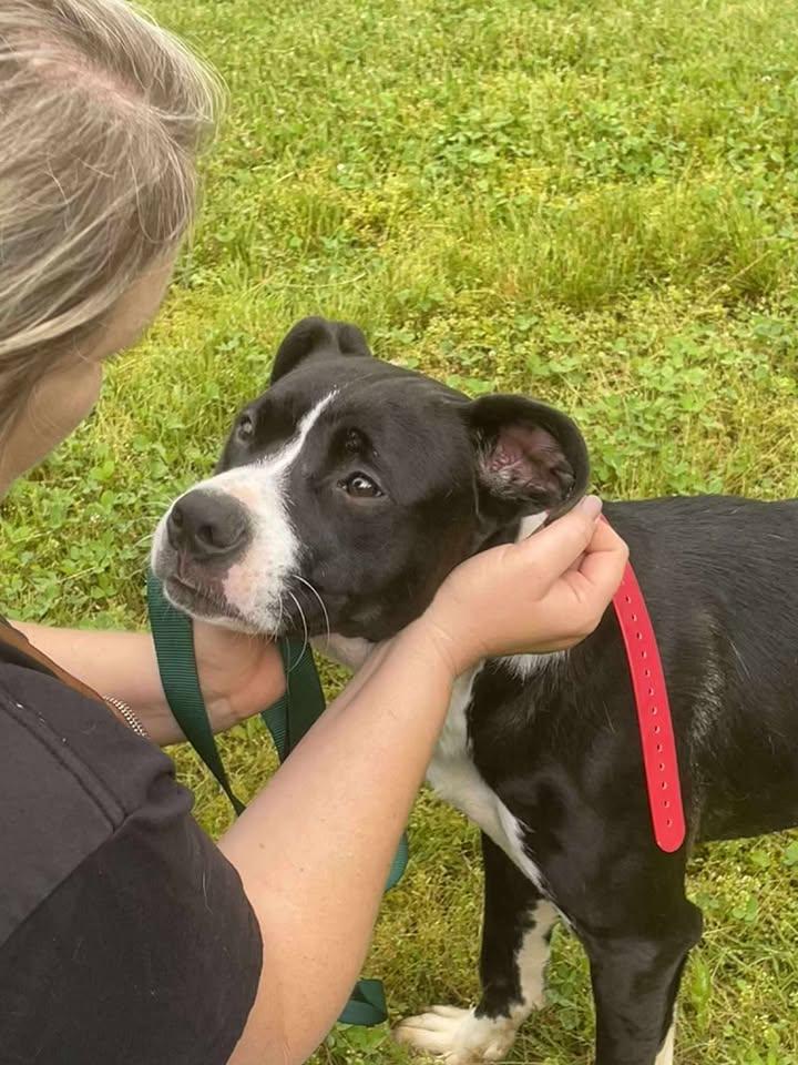 Enlarge Hank , a ADOPTABLE mixed breed in Point Pleasant, WV image 2/3