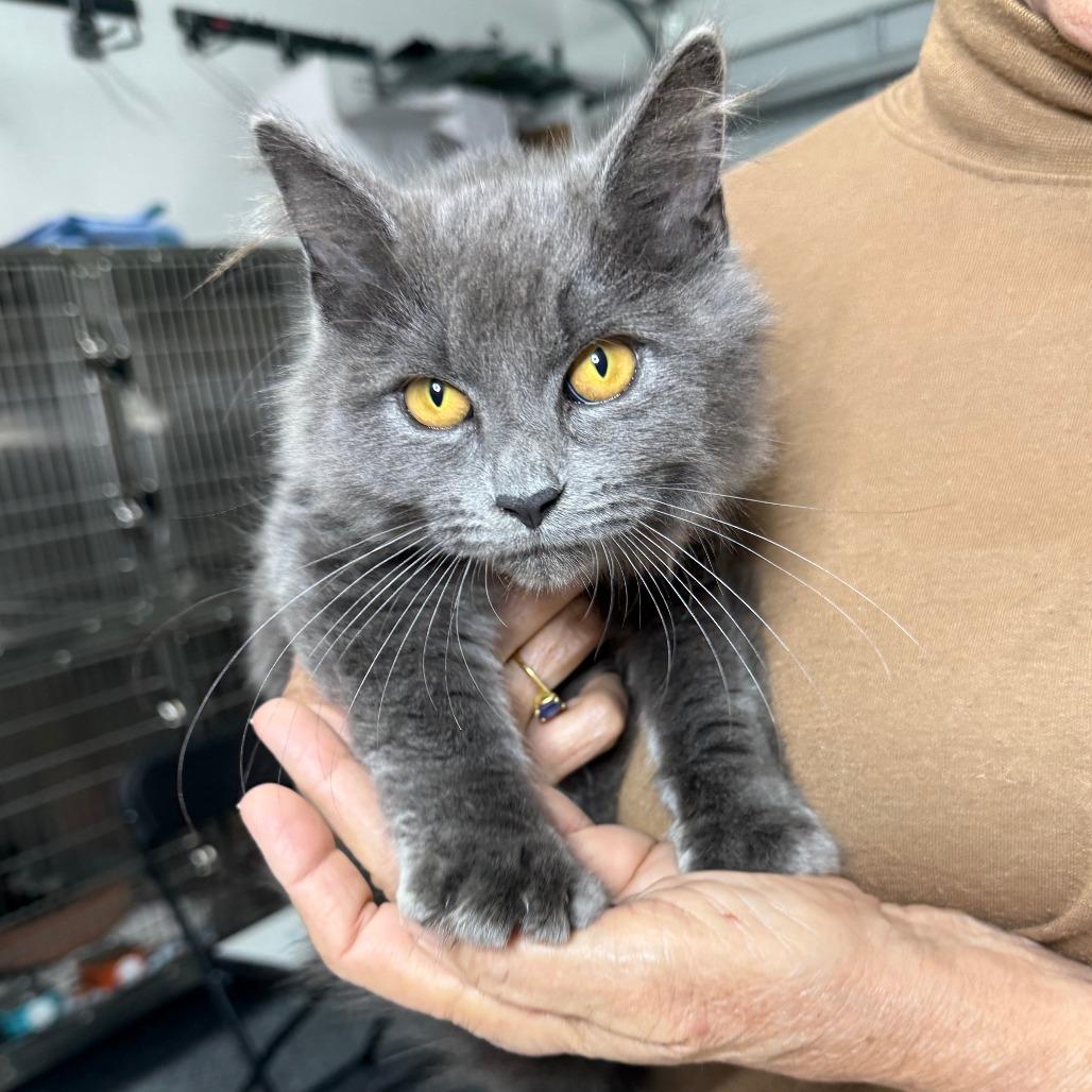 Enlarge Liandan, a ADOPTABLE mixed breed in Parkland, FL image 2/3