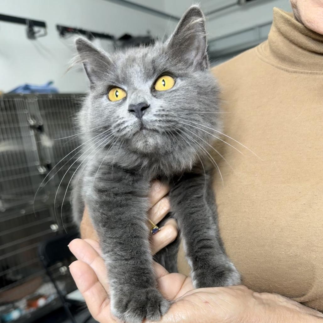 Liandan, ADOPTABLE, Young Female Domestic Long Hair & Maine Coon.