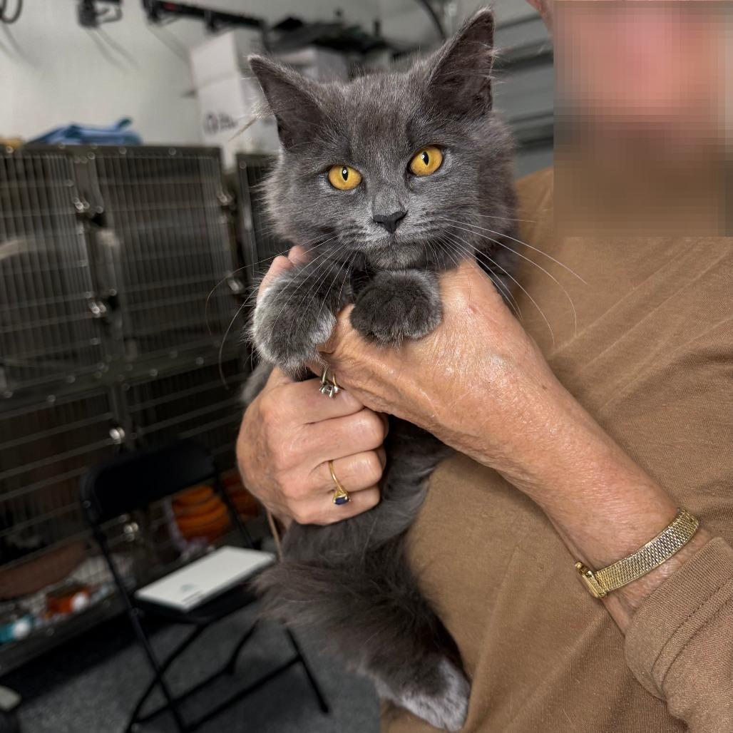 Enlarge Liandan, a ADOPTABLE mixed breed in Parkland, FL image 3/3