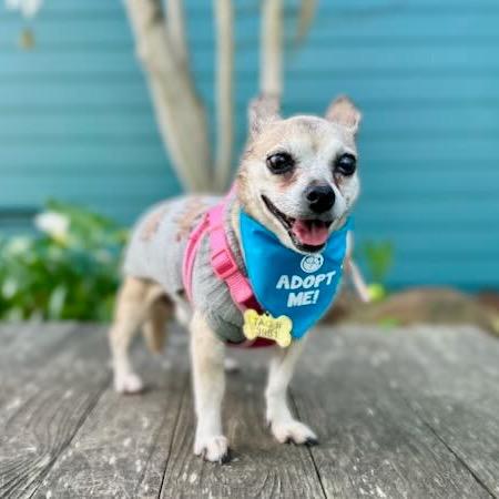 Pearl — thumbnail 2