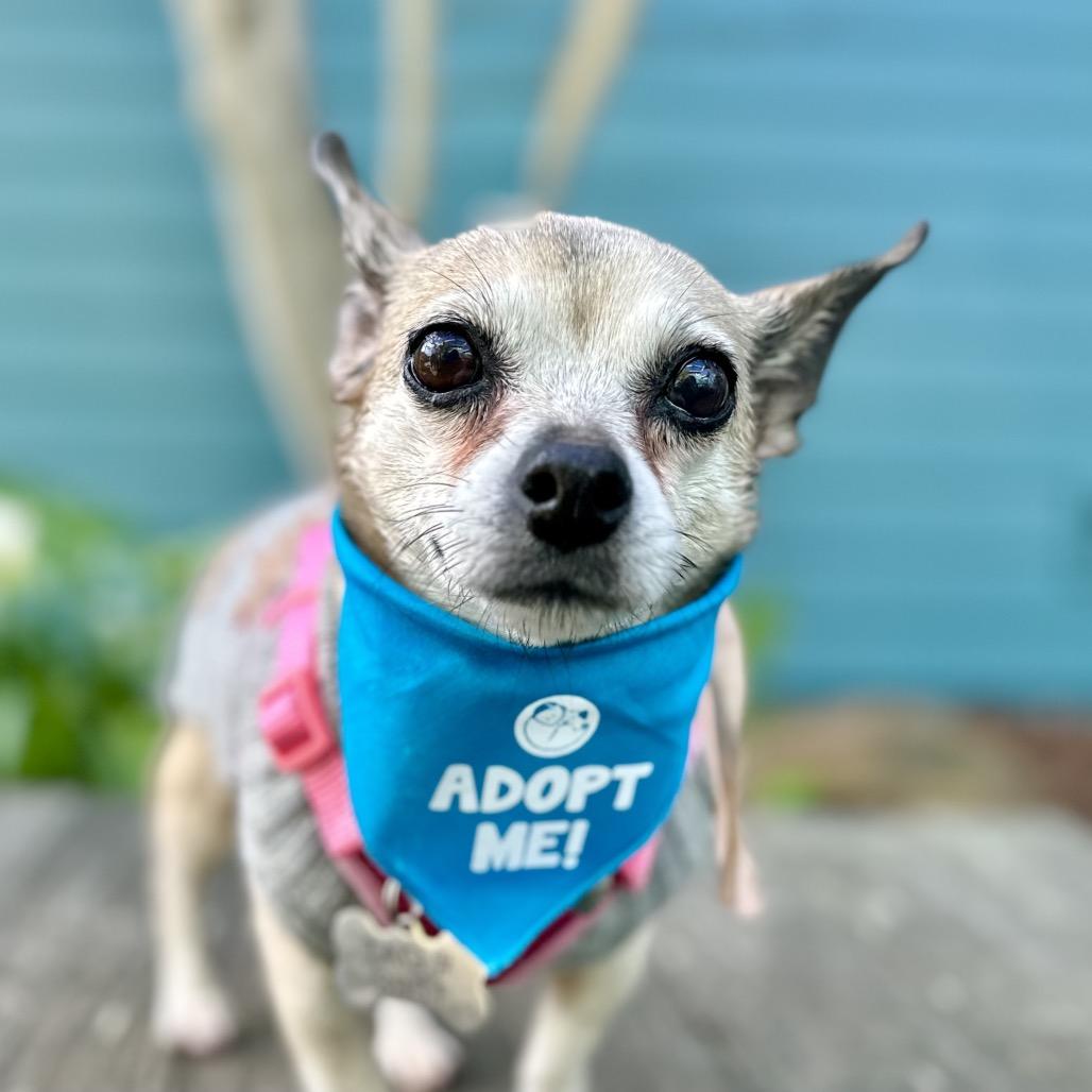 Pearl — thumbnail 4