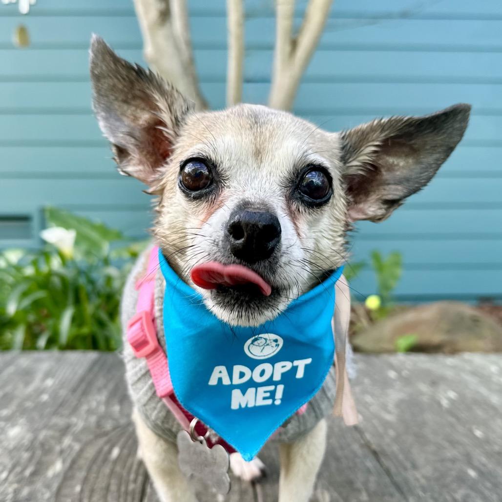 Pearl — thumbnail 5