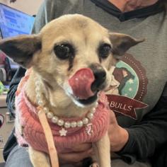 Pearl — thumbnail 6