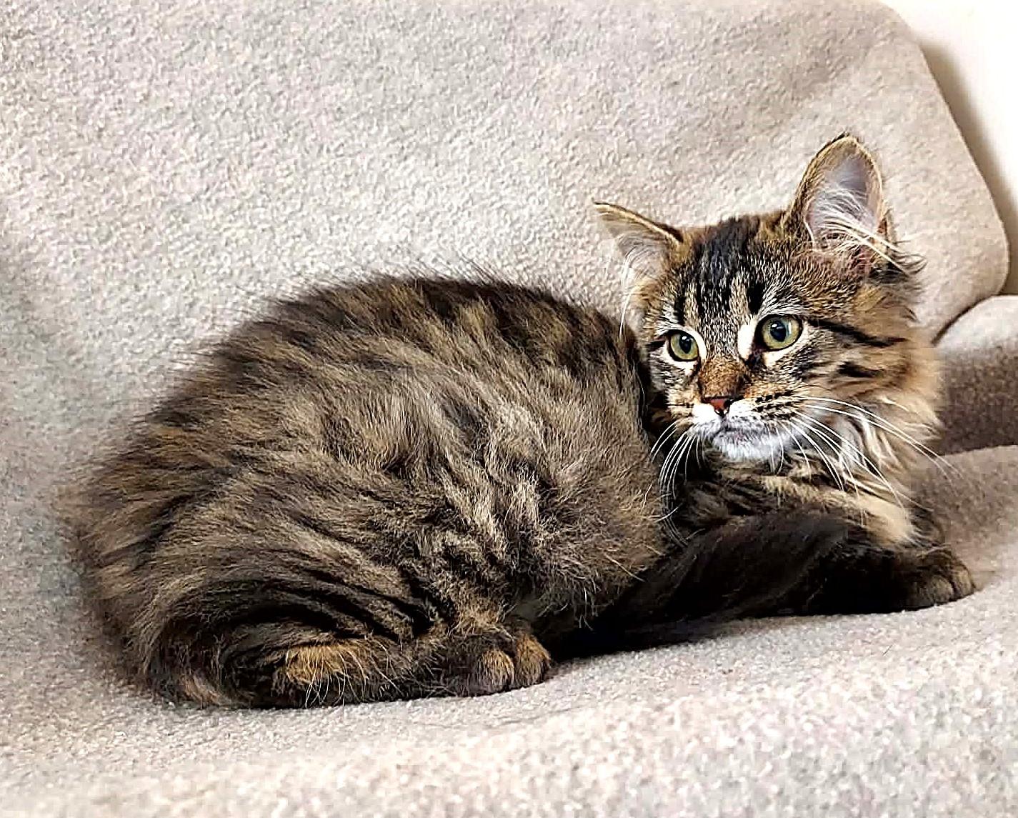 Enlarge Amy, a Adoptable Domestic Medium Hair in Falls Creek, PA image 2/3