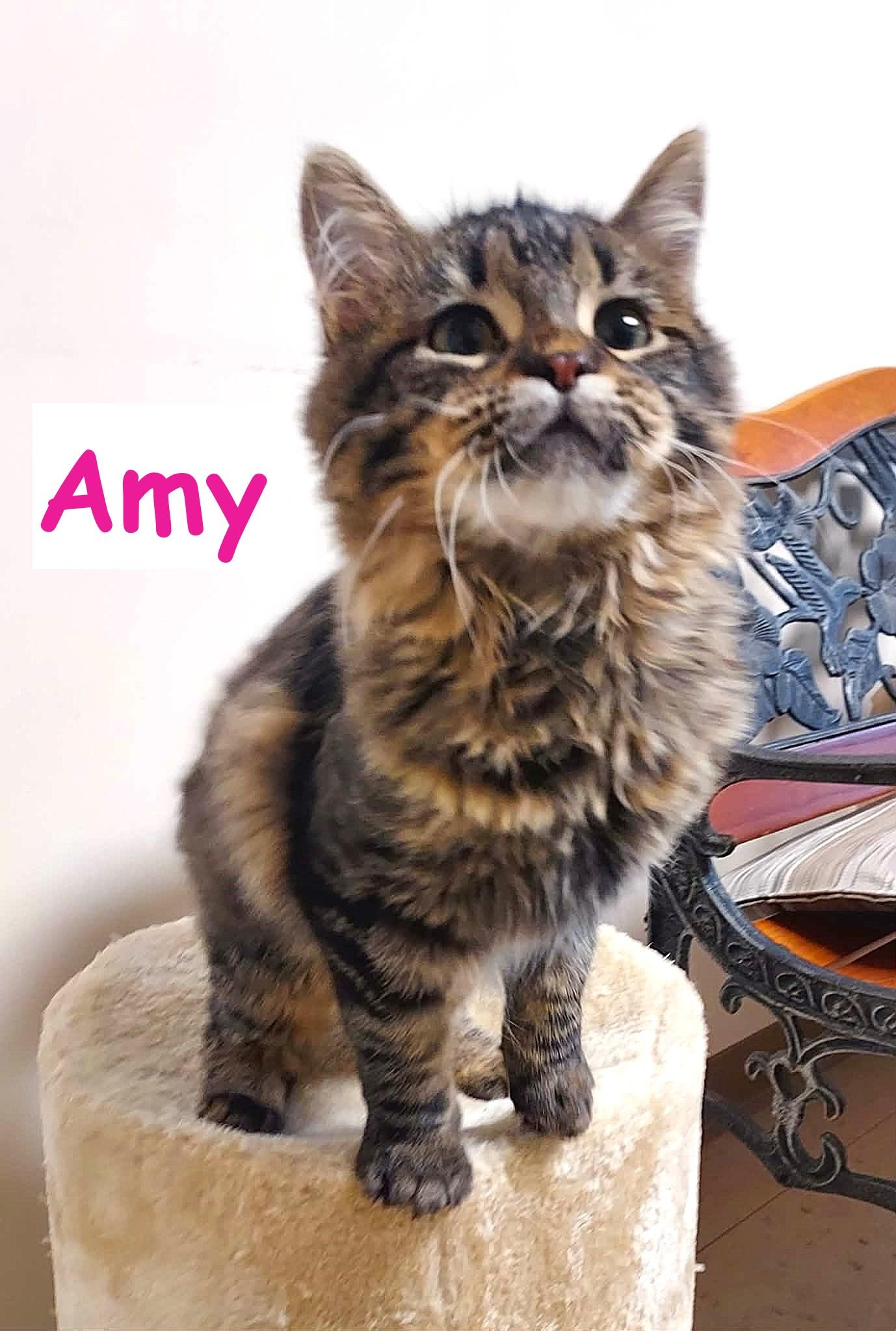 Enlarge Amy, a Adoptable Domestic Medium Hair in Falls Creek, PA image 1/3