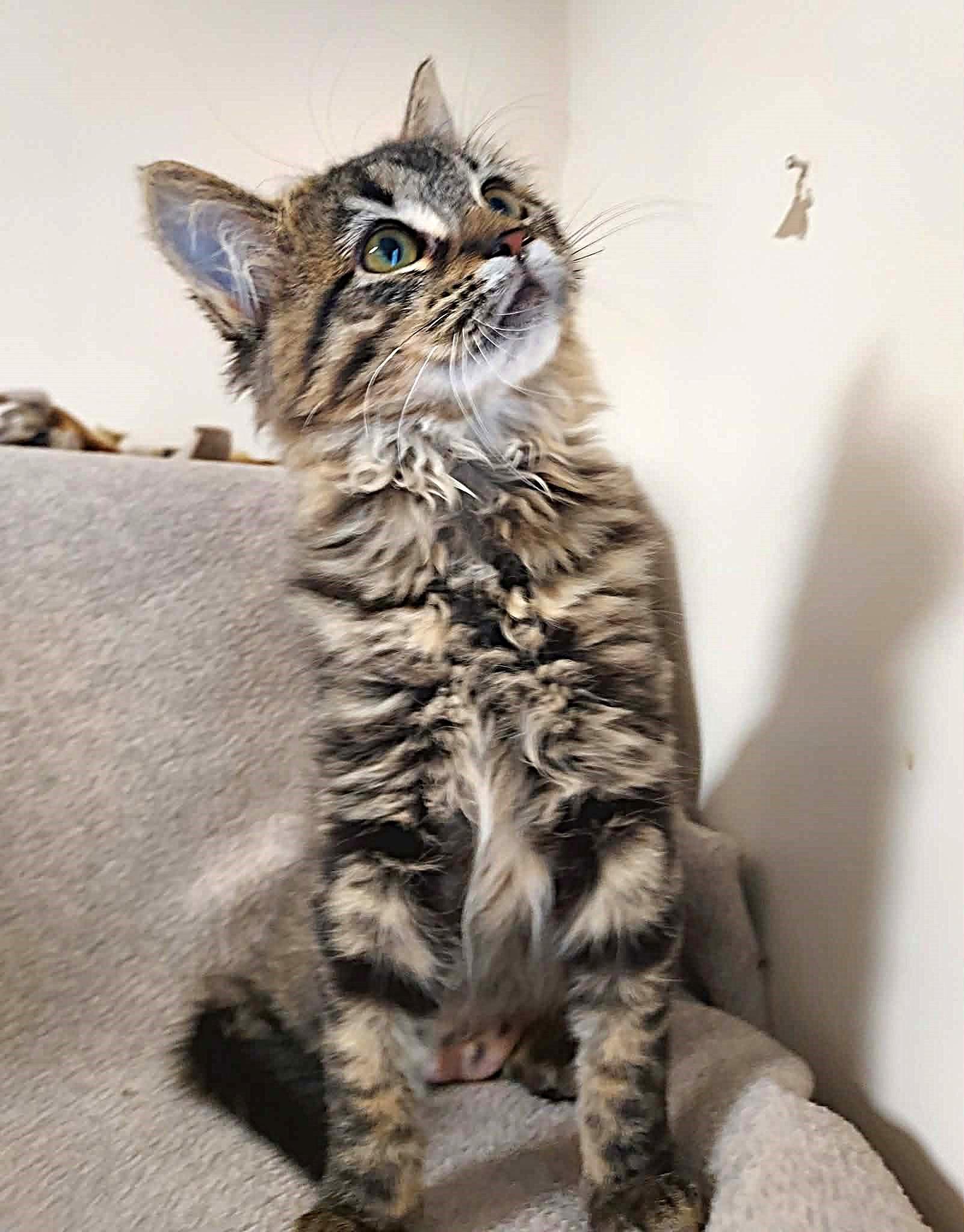 Enlarge Amy, a Adoptable Domestic Medium Hair in Falls Creek, PA image 3/3