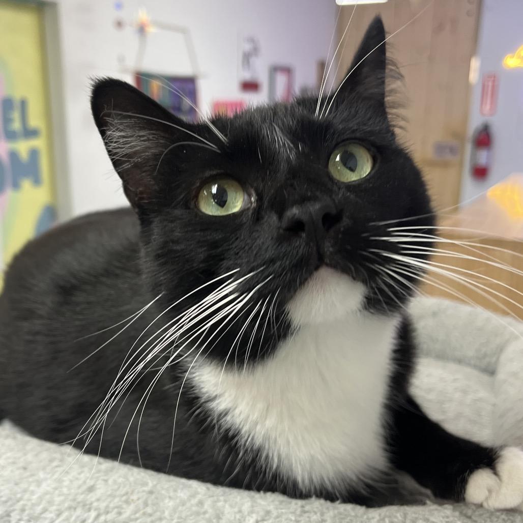 Enlarge Carlton, a Adoptable Domestic Short Hair in Yucca Valley, CA image 1/6