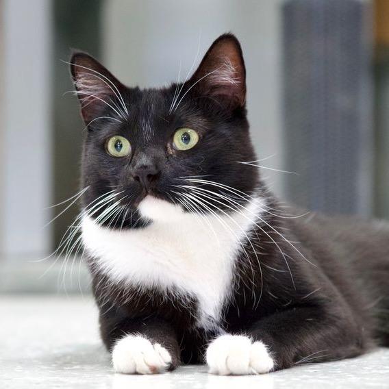 Enlarge Carlton, a Adoptable Domestic Short Hair in Yucca Valley, CA image 2/6