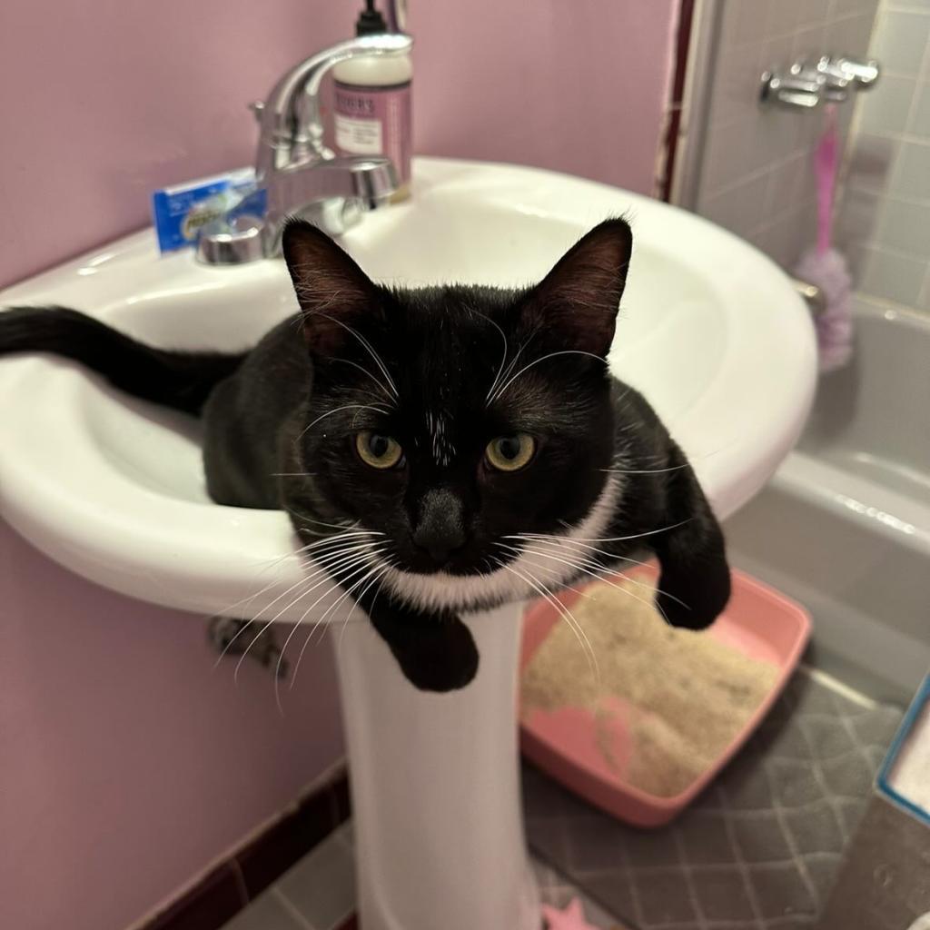 Enlarge Carlton, a Adoptable Domestic Short Hair in Yucca Valley, CA image 3/6