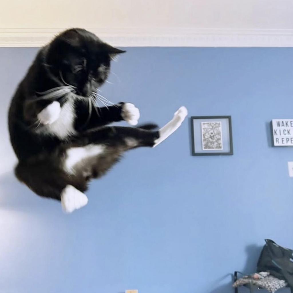 Enlarge Carlton, a Adoptable Domestic Short Hair in Yucca Valley, CA image 4/6