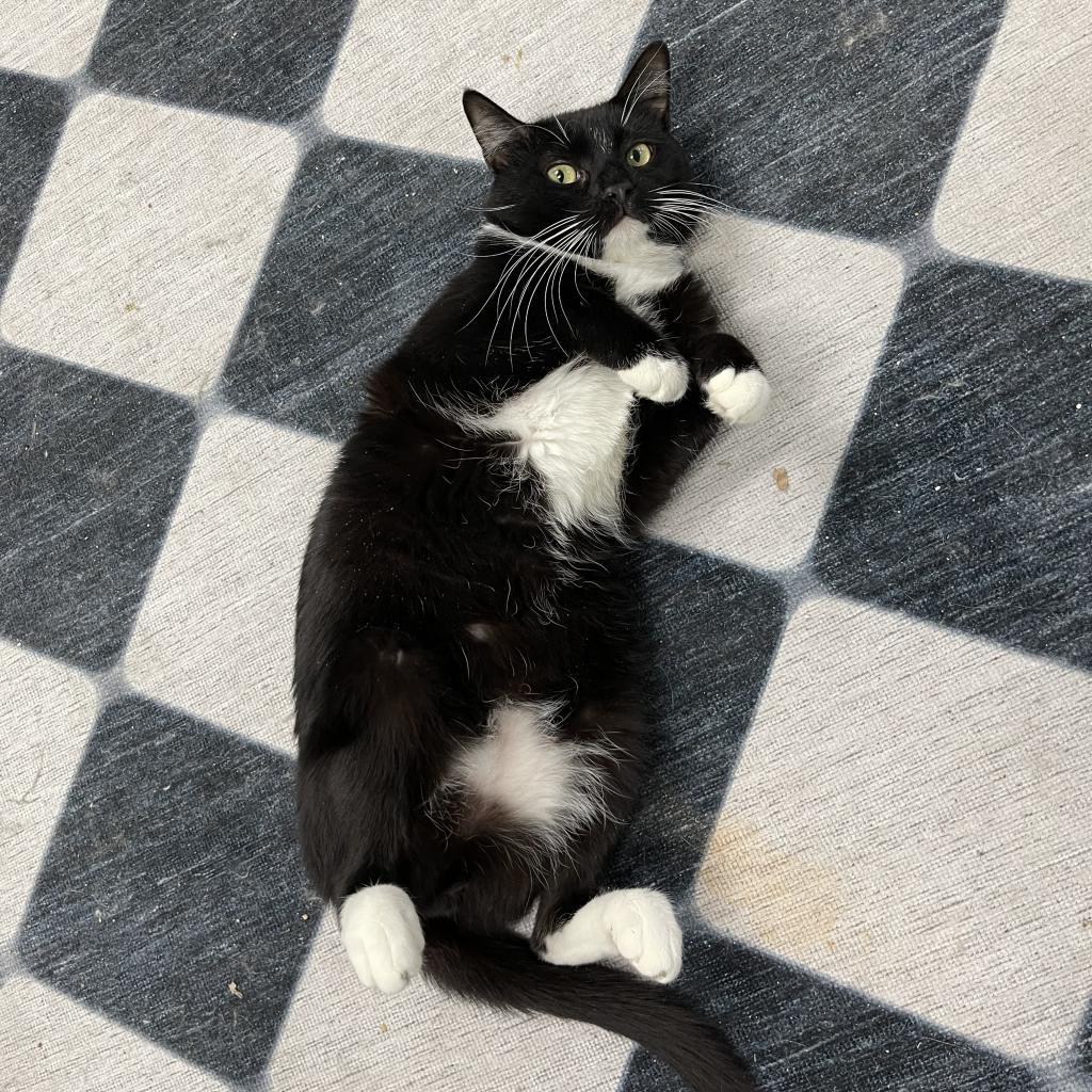 Enlarge Carlton, a Adoptable Domestic Short Hair in Yucca Valley, CA image 5/6