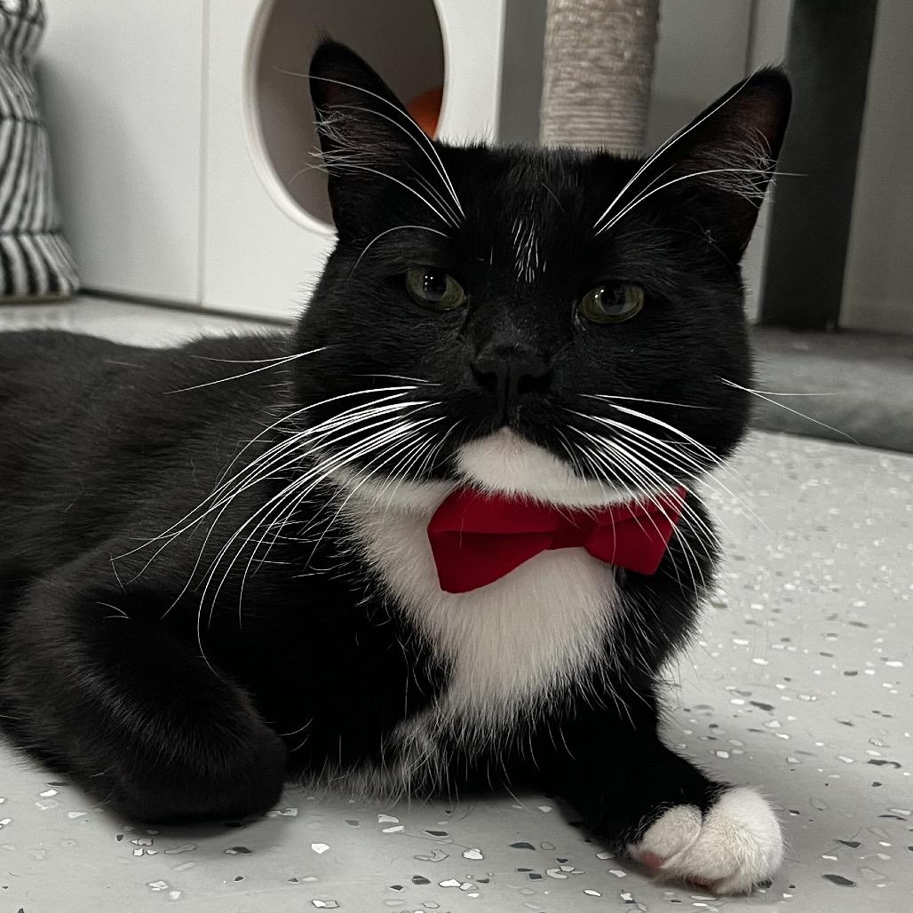 Enlarge Carlton, a Adoptable Domestic Short Hair in Yucca Valley, CA image 6/6