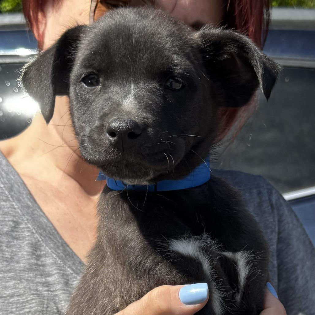 NY Percy (Foster in Stormville NY), Adoptable, Puppy Male Labrador Retriever & Australian Cattle Dog / Blue Heeler.