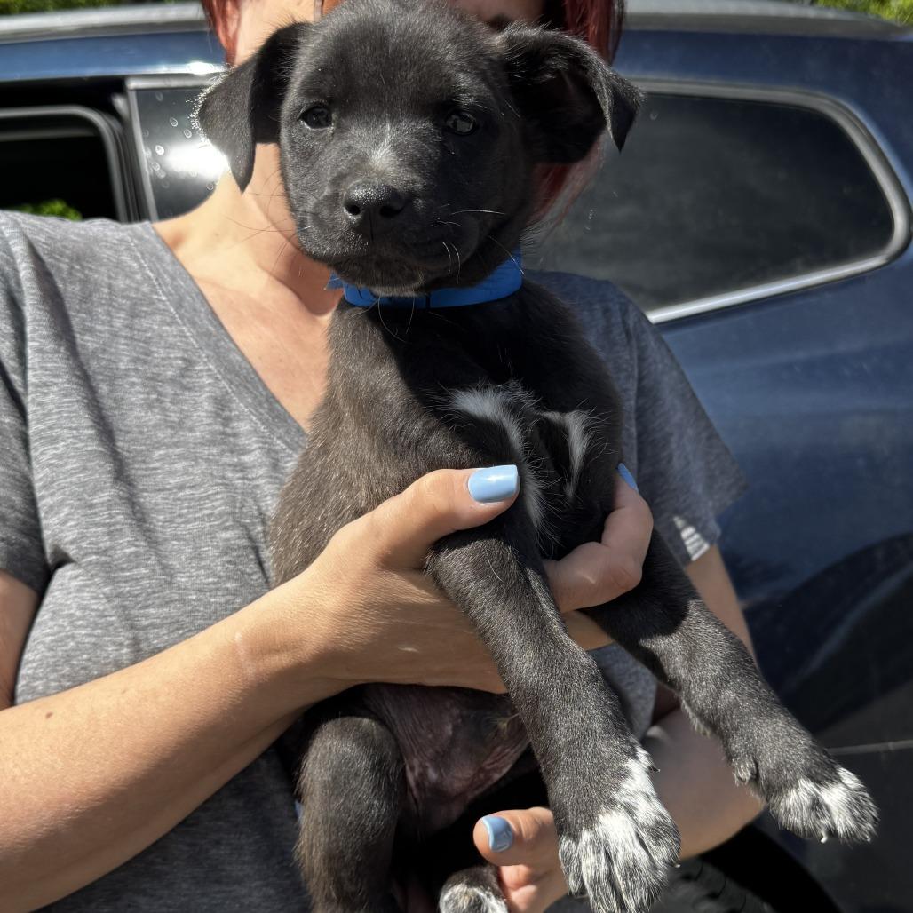 NY Percy (Foster in Stormville NY), a Adoptable mixed breed in Eastford, CT image 2/2