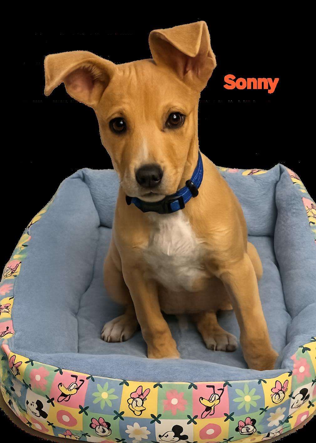 Sonny, adopted, Puppy Male Chiweenie.