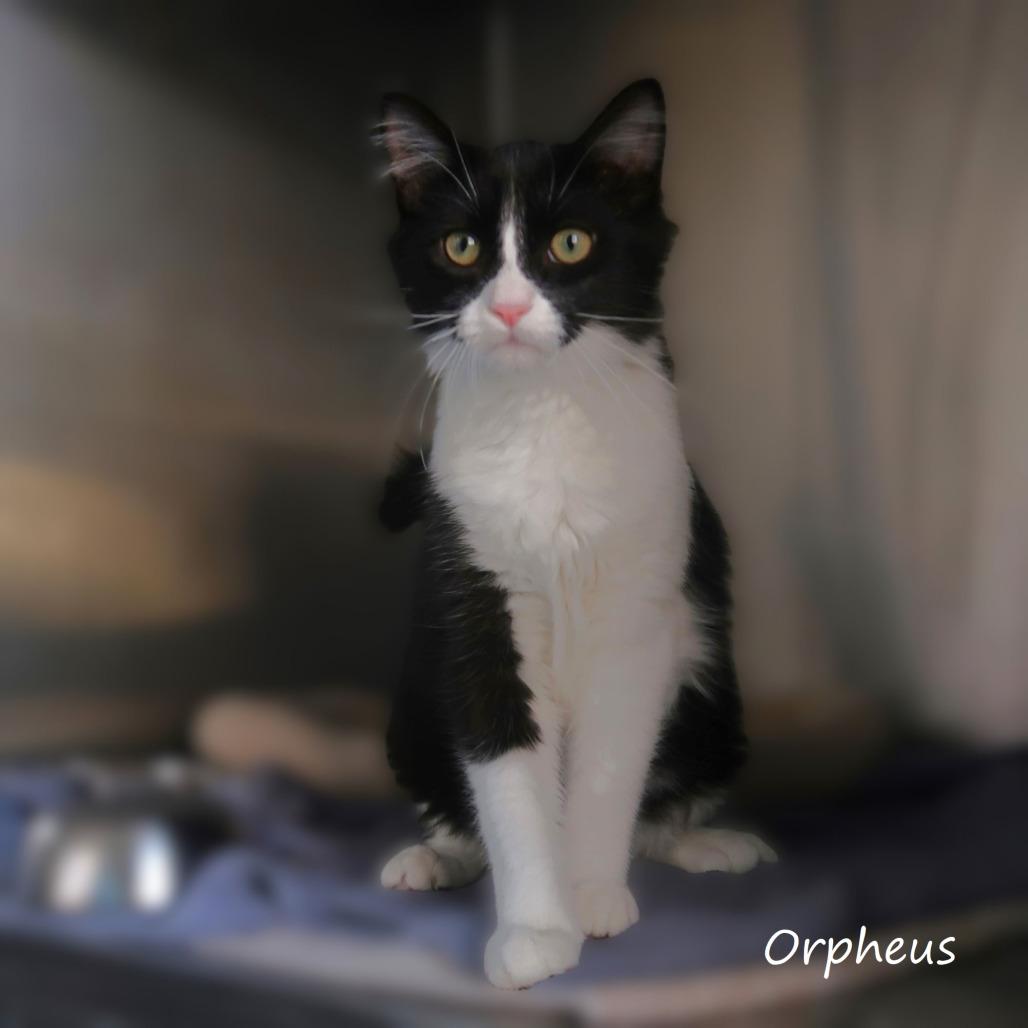 Orpheus, Adoptable, Young Male Domestic Medium Hair.