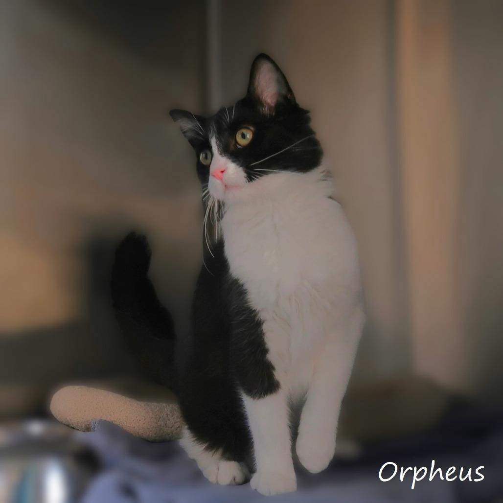 Orpheus, a Adoptable Domestic Medium Hair in Yucaipa, CA image 4/6