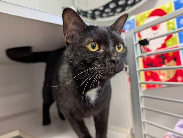 Enlarge Alucard, a Adoptable mixed breed in Bowling Green, OH image 1/6