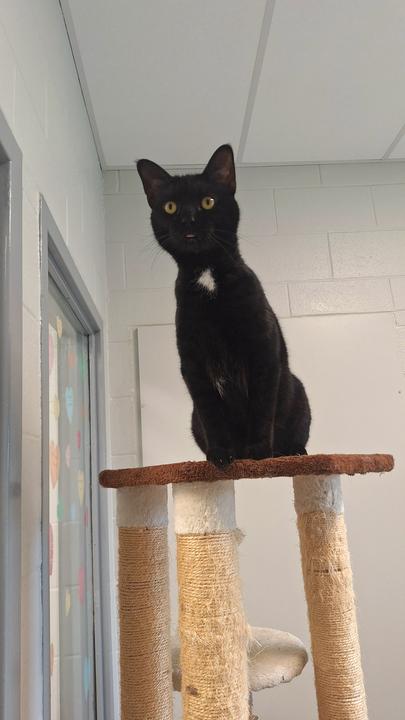 Enlarge Alucard, a Adoptable mixed breed in Bowling Green, OH image 2/6