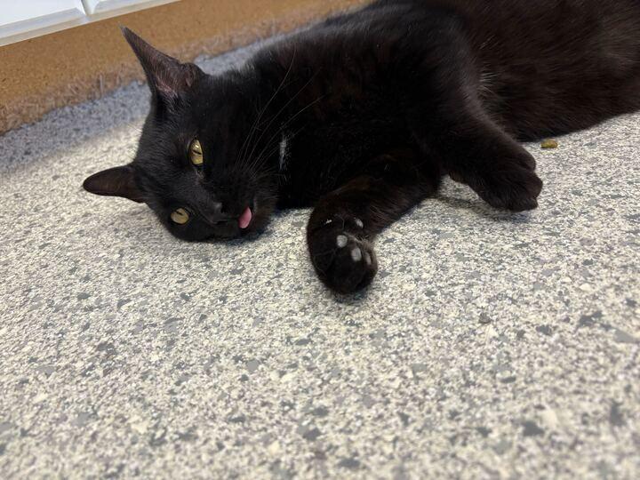 Enlarge Alucard, a Adoptable mixed breed in Bowling Green, OH image 3/6