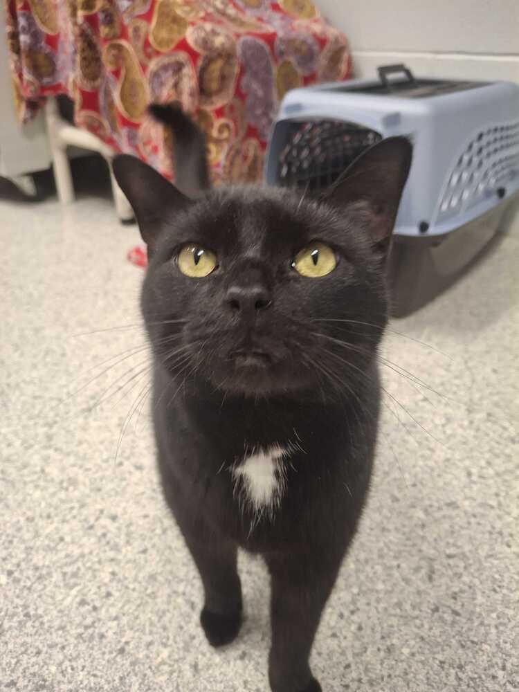 Enlarge Alucard, a Adoptable mixed breed in Bowling Green, OH image 3/6