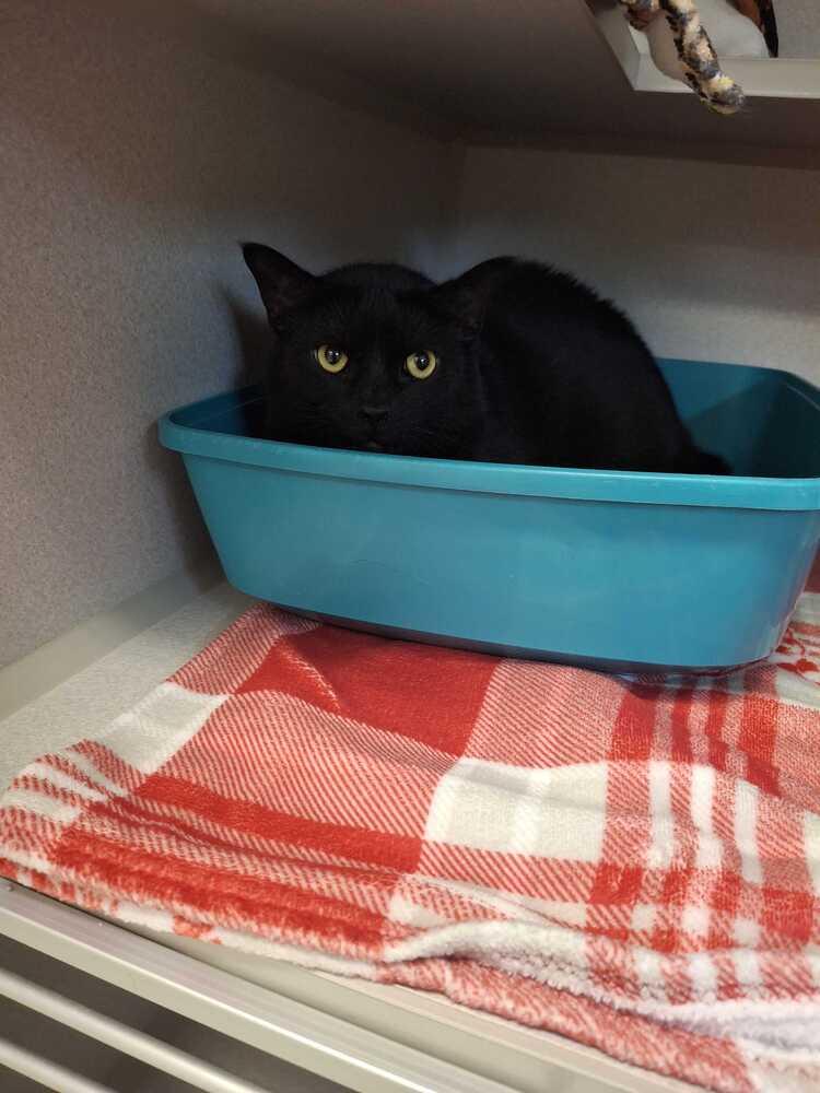 Enlarge Alucard, a Adoptable mixed breed in Bowling Green, OH image 4/6
