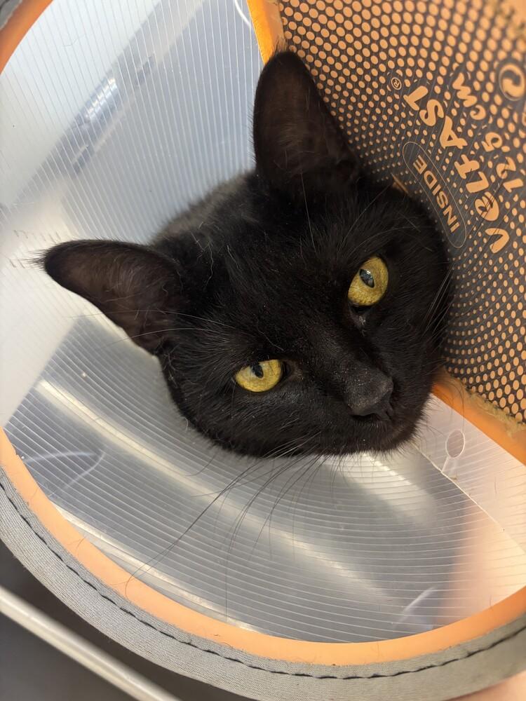 Enlarge Alucard, a Adoptable mixed breed in Bowling Green, OH image 5/6