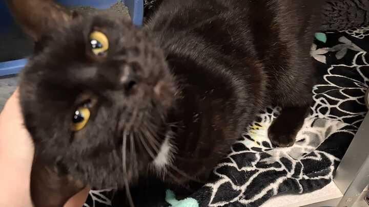 Enlarge Alucard, a Adoptable mixed breed in Bowling Green, OH image 6/6