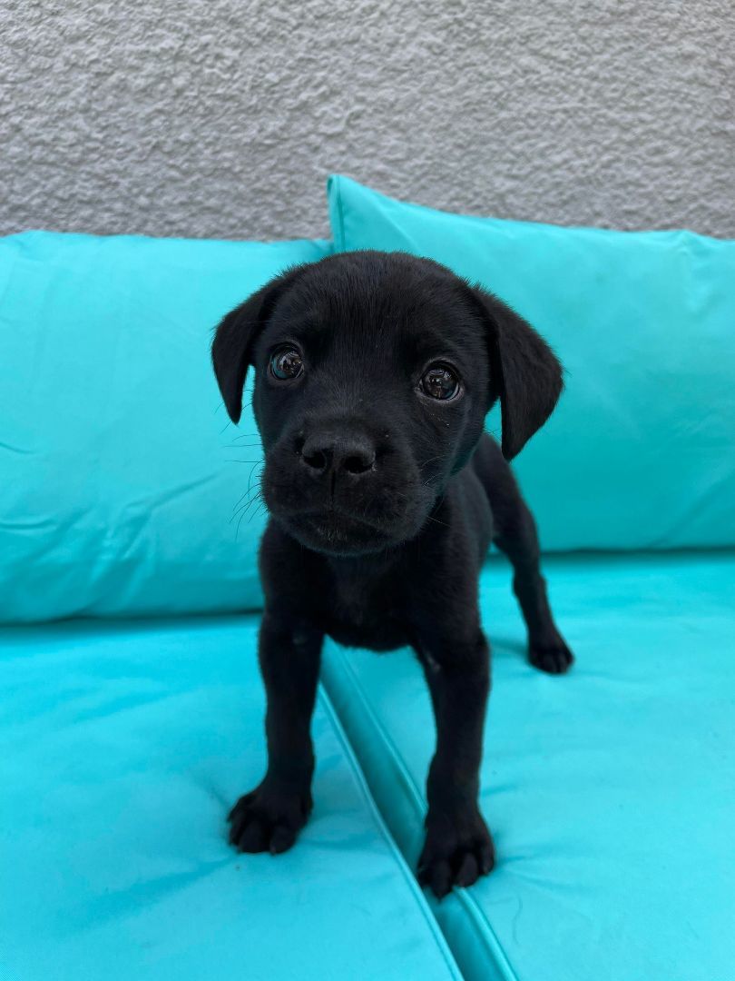 Enlarge MP, a Adopted mixed breed in Winnipeg, MB image 1/6